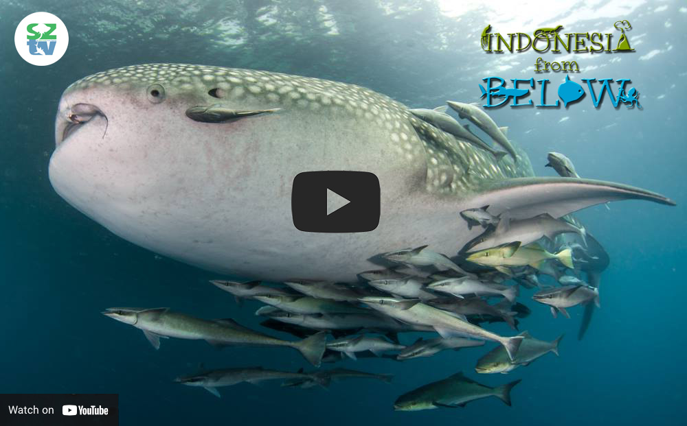 whale shark video