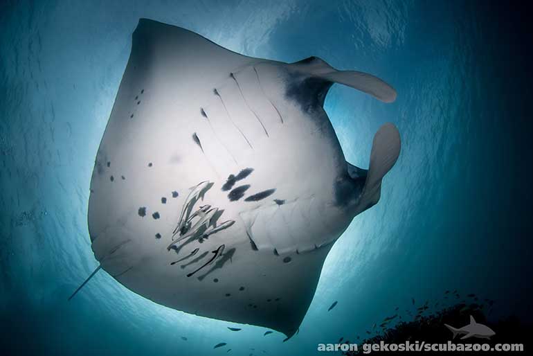 sangalaki diving