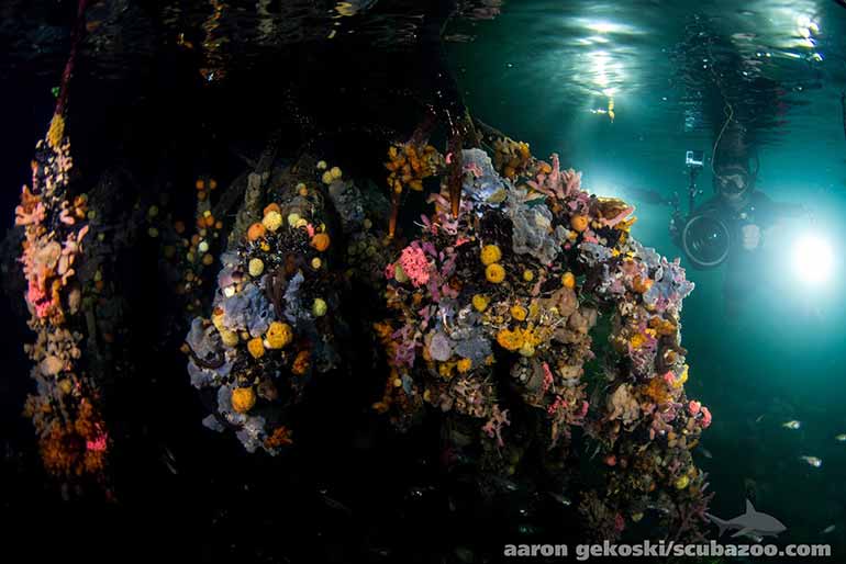 jellyfish lake sponge