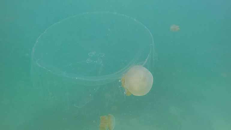 moon jellyfish