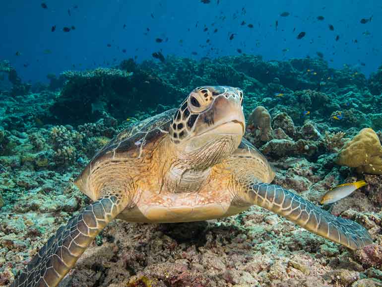 turtle dive derawan