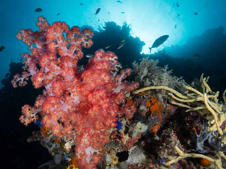 coral reef sangalaki