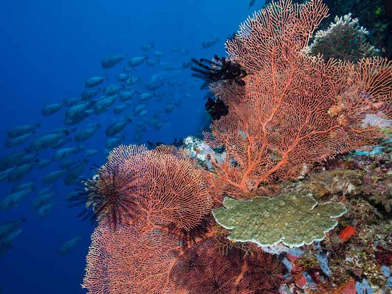 bumphead parrotfish maratua