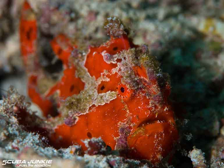 dive derawan frogfish