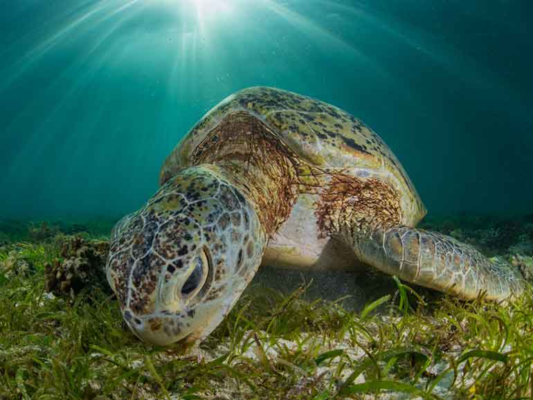 green turtle derawan