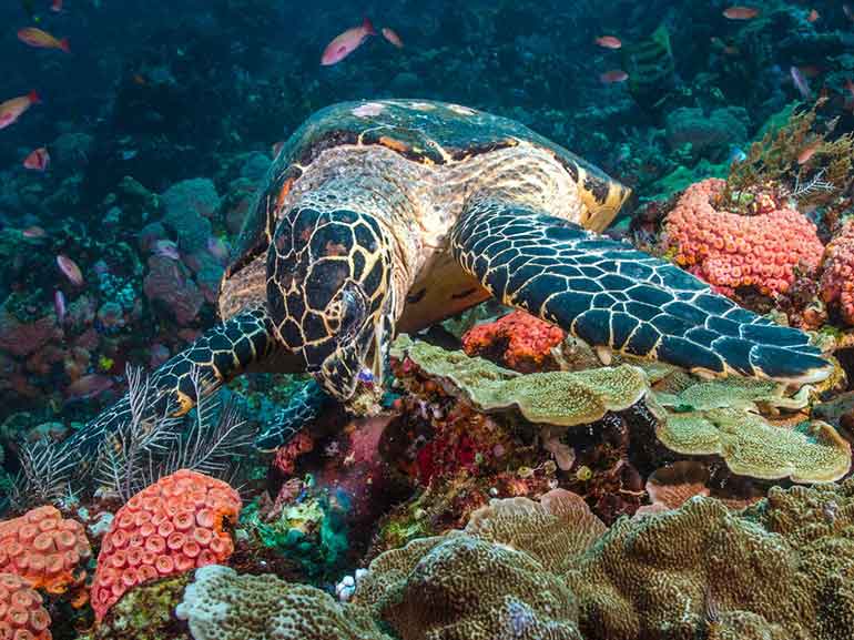 scuba diving turtle derawan