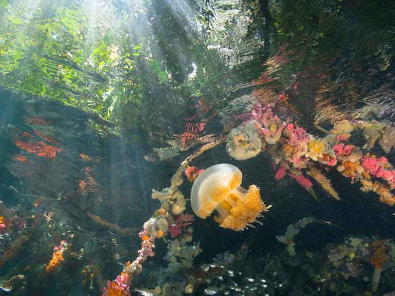 stingless jellyfish lake