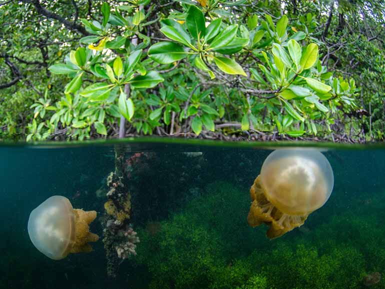 jellyfish lake stingless