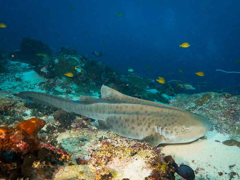 leopard shark