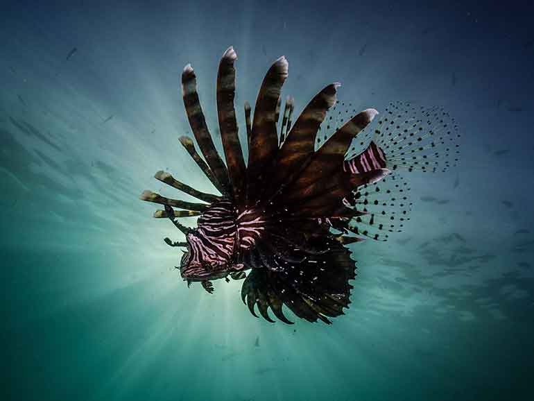 lionfish diving