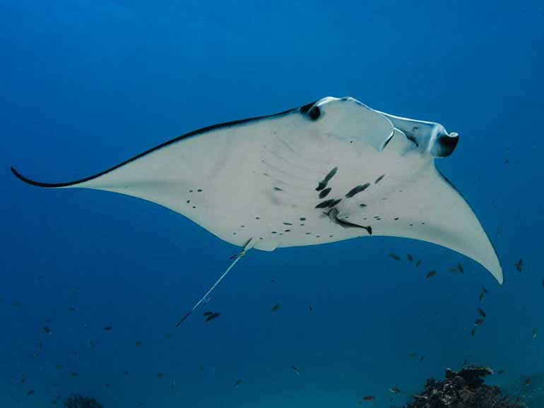 dive with manta rays sangalaki