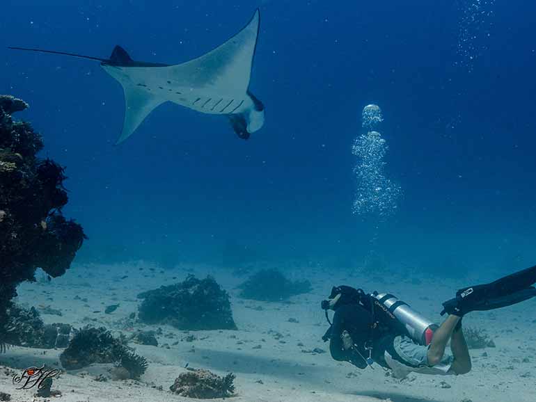 dive with mantas sangalaki