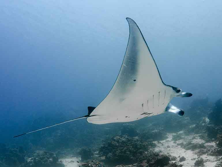 dive with mantas