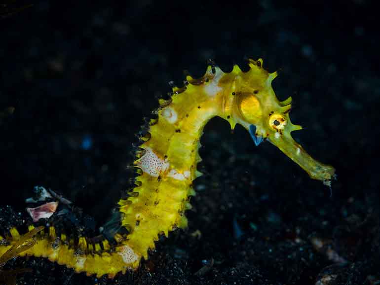 seahorse diving