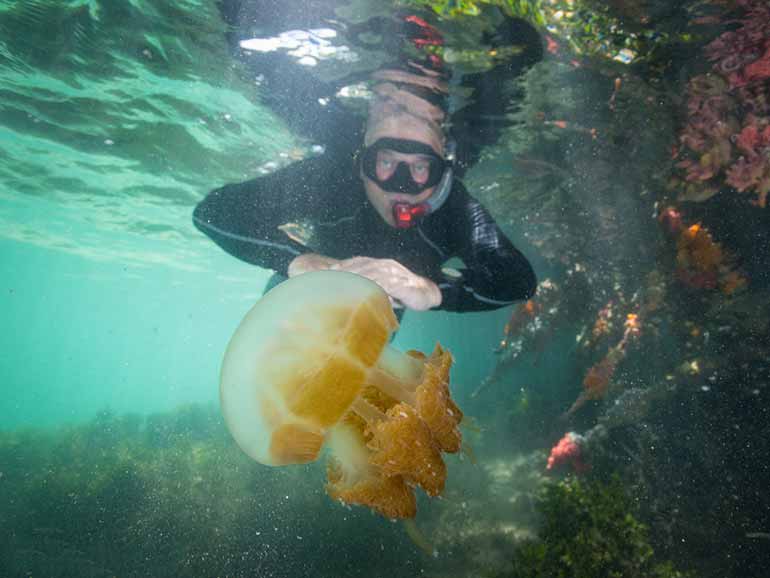 snorkel jellyfish lake kakaban