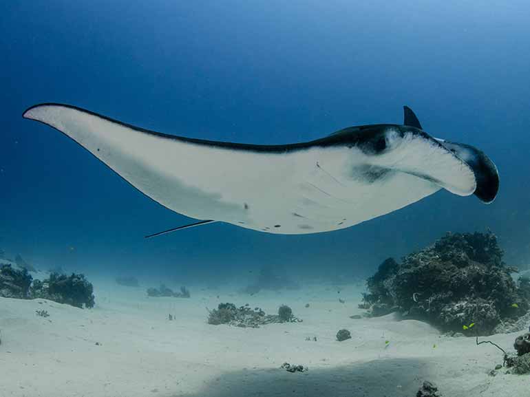 snorkel trip sangalaki