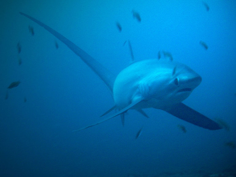 thresher shark diving maratua