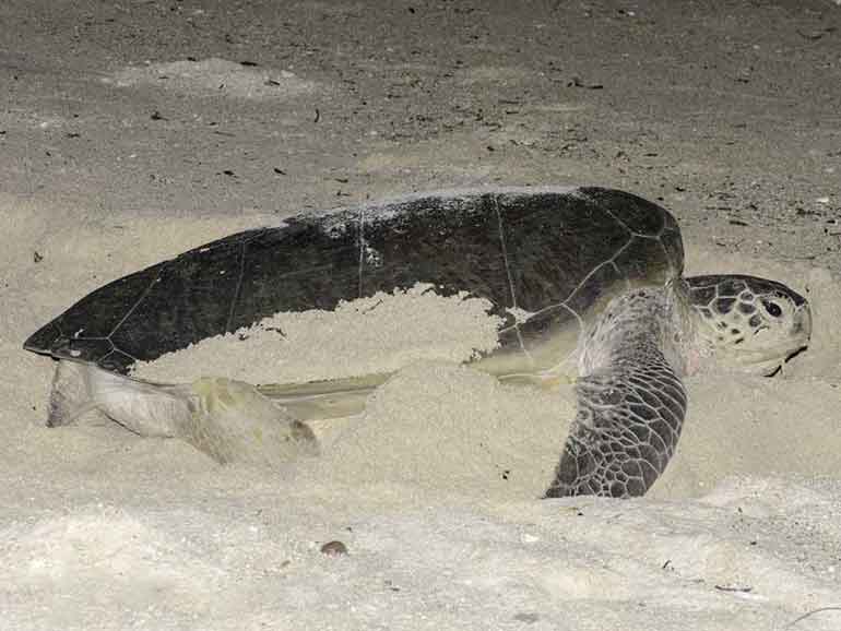 turtle nesting derawan