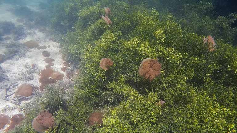 stingless jellyfish