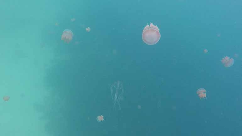 box jellyfish