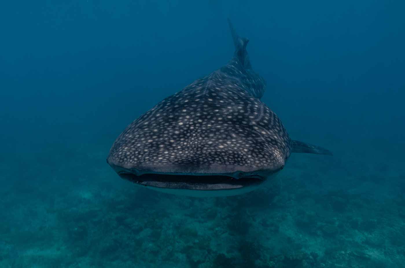 whale shark point