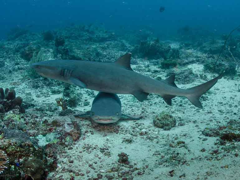 white tip reef sharks