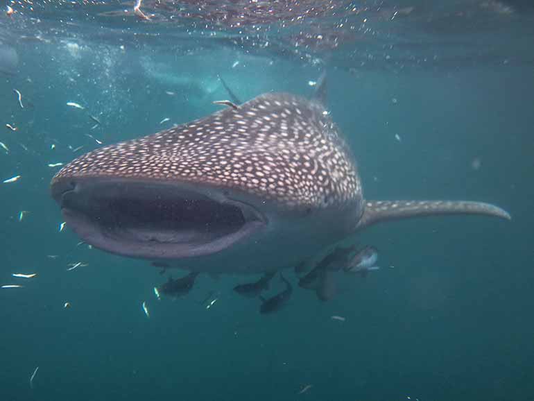 whale shark sightings Indonesia