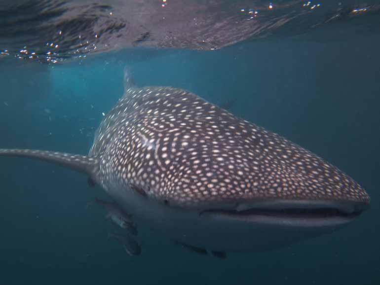 snorkel with whale sharks