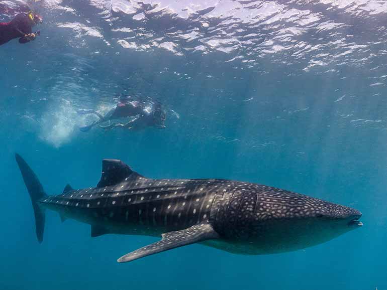 whale shark snorkeling