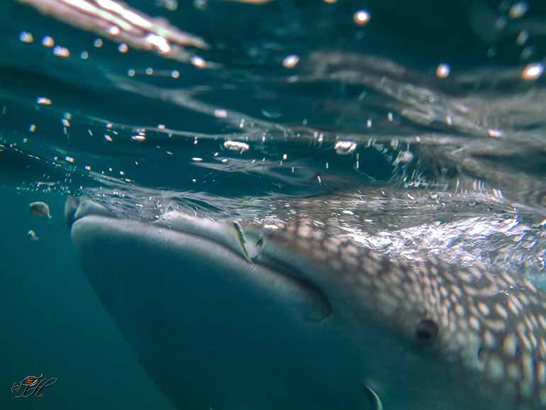 whale sharks borneo