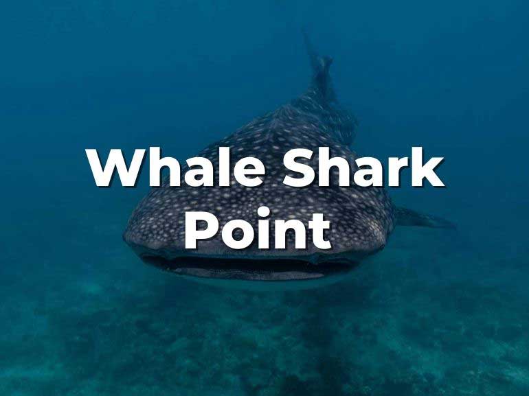 whale shark point
