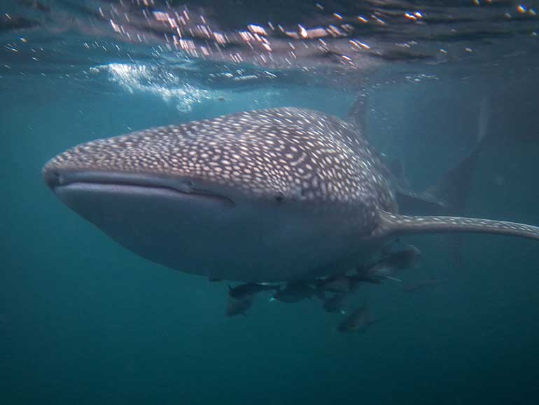 whale shark point