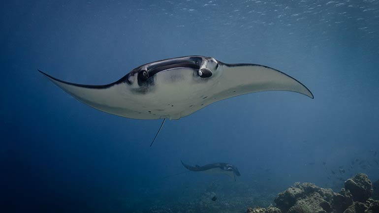 manta rays sangalaki