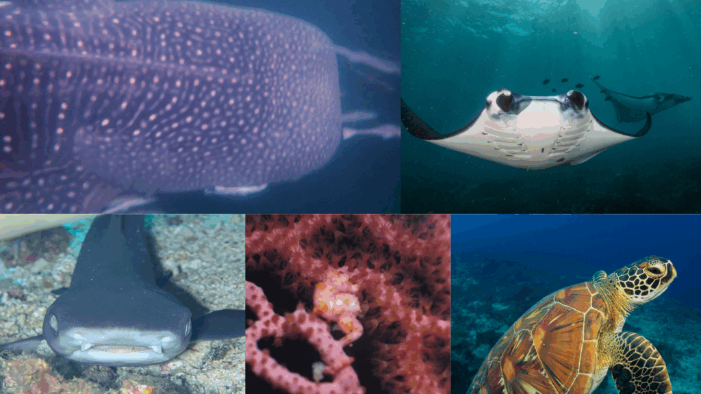 Sangalaki diving