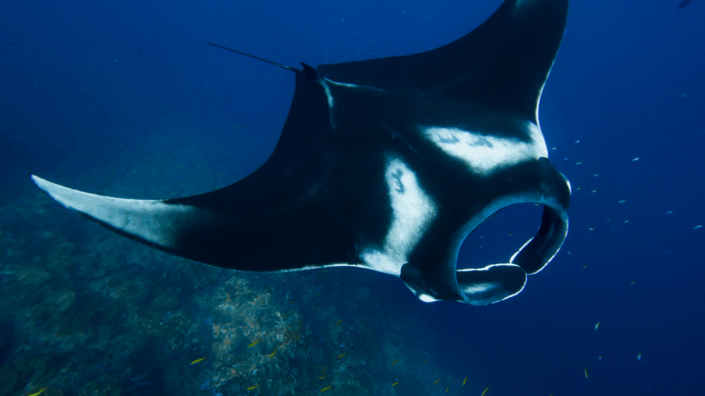 fascinating marine life