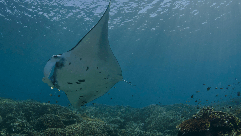 Manta Rays In Sangalaki