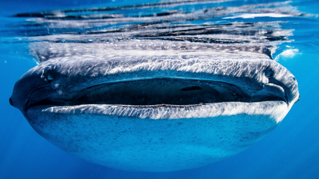 Whale Shark Trip in Derawan