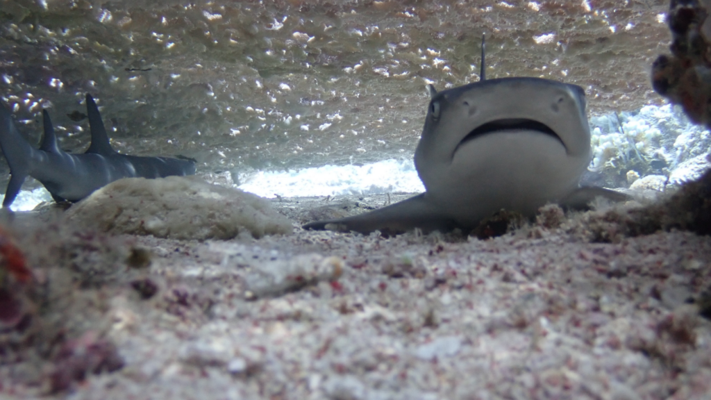 Sharks in the Derawan