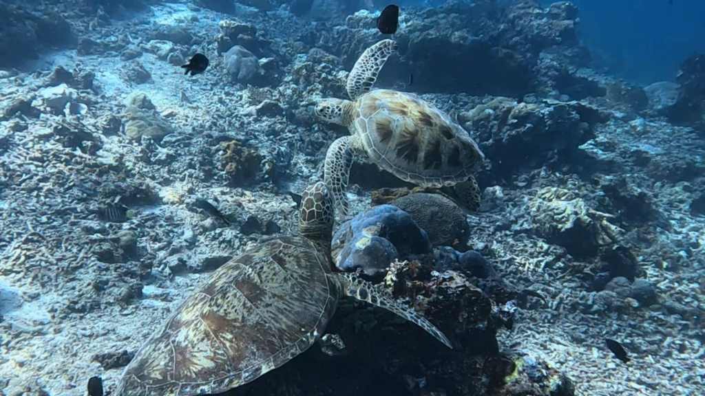Turtles in the Derawan Archipelago