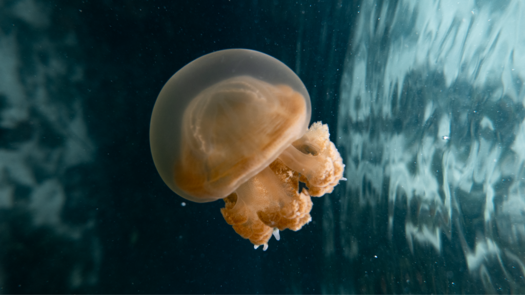 Kakaban Jellyfish Lake