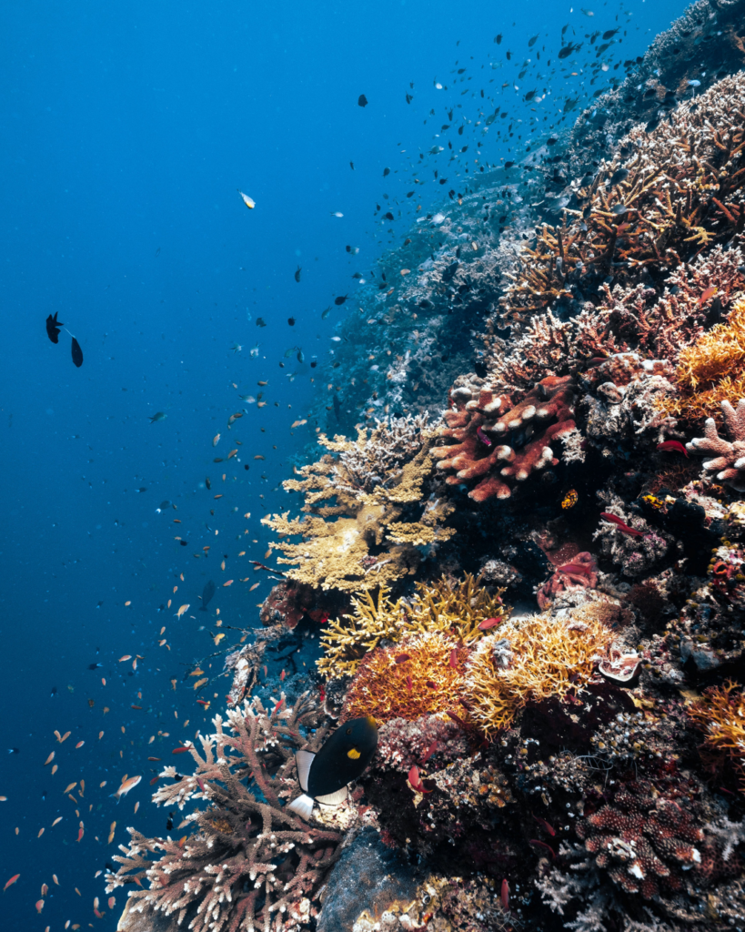 diving in current