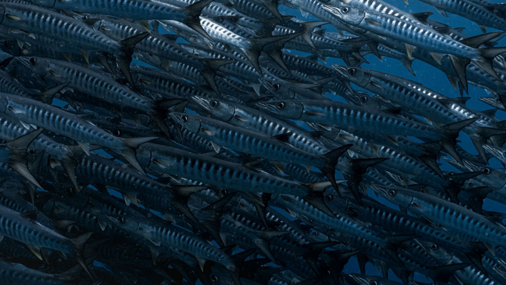 Diving in Current