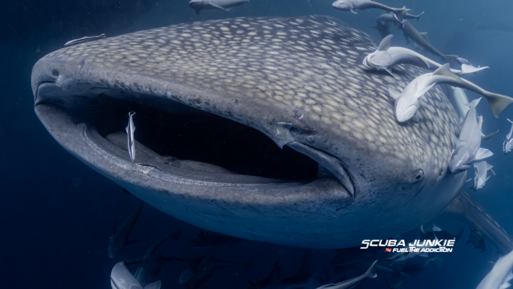 whale shark remora symbiosis
