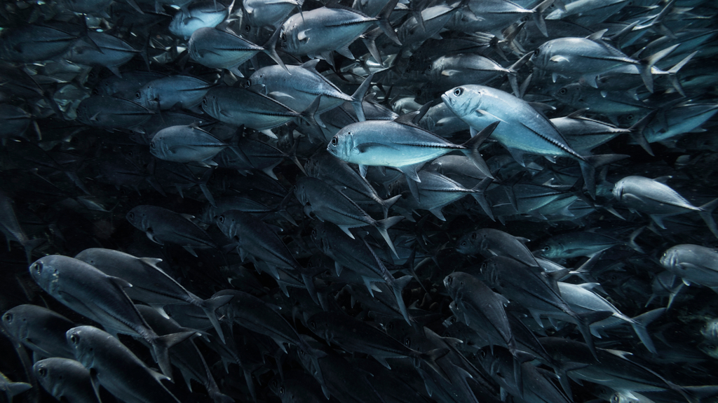 Fish Behaviour