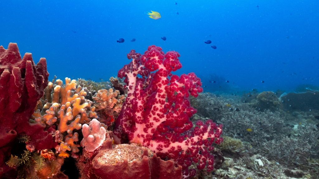 Coral Reef Colours
