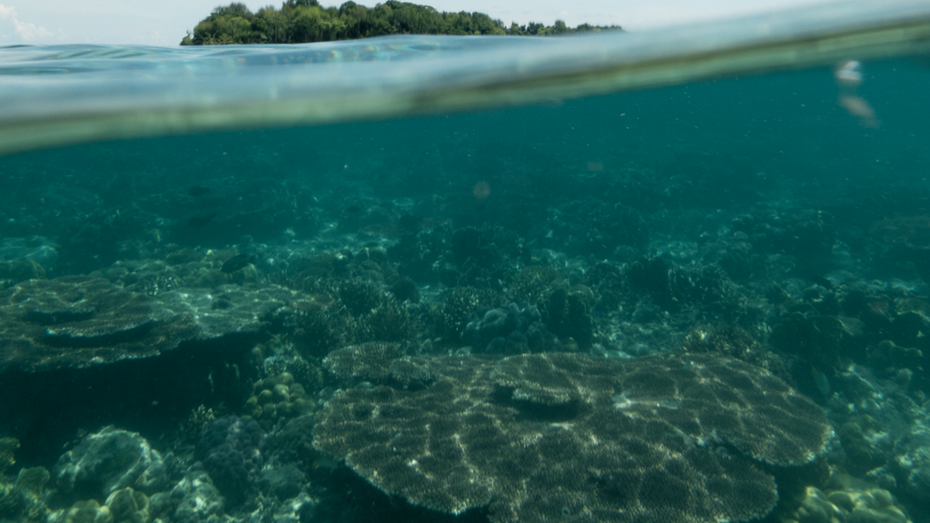 Remote Reefs